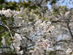 -高东镇樱花园