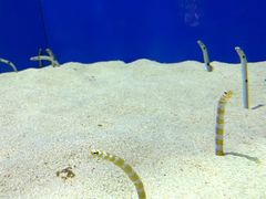 -上海海洋水族馆