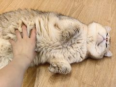 -有喵·猫咖·狗咖·30几只猫10只小狗(岗厦店)