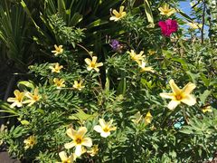 -卡帕莱度假村(西巴丹岛)