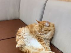 -MOCHA明星猫咖(田子坊店)