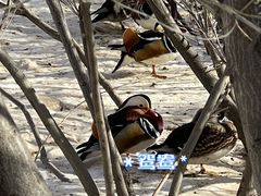 -新疆天山野生动物园