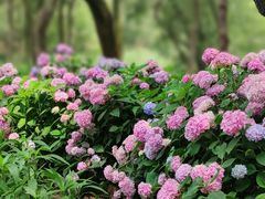 -西湖风景区-江洋畈生态公园