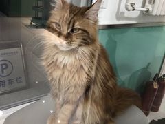 -欧奕国际动物医院