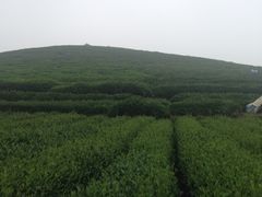 iphone_upload_pic-听风阁农家私房菜茶楼(龙坞店)