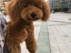 -犬也宠物造型(恒茂国际都会商业街店)