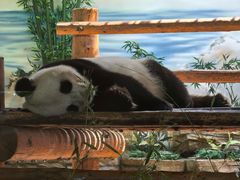 -西霞口神雕山野生动物世界