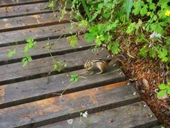 -五营红松林海景区