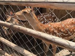 -静之湖湖畔餐厅