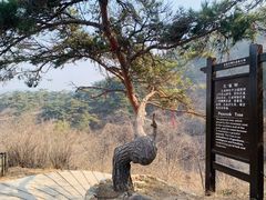 -金龙寺国家森林公园