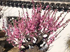 -无锡梅园公园