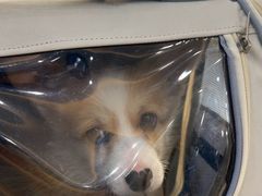 -芭比堂动物医院·CT·微创中心(新顺分院)