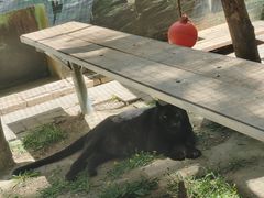 -青藏高原野生动物园