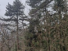 -天目山大树王景区