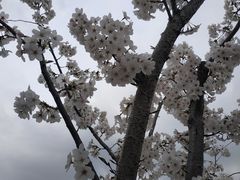 -菊园百果园