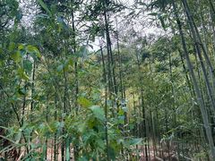 -莫干山风景区