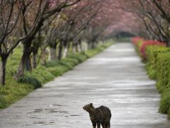 -高东镇樱花园