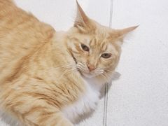 -藏猫猫咖啡主题馆(中央大道店)