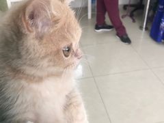 -瑞鹏宠物医院·骨科·猫科·内科(第一中心)