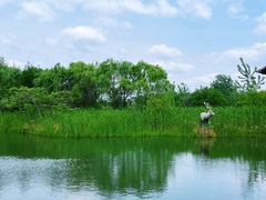 -溱湖国家湿地公园