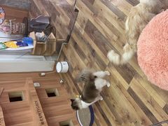 -袖虎·猫馆(体育西路店)