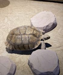 点击看大图 -酷嗒动物文化乐园(cutezoo西溪乐天城店)