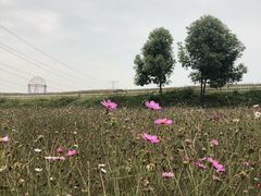 -紫颐香薰山谷景区