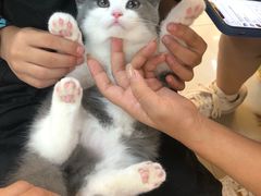 -lincat·猫舍(广州店)
