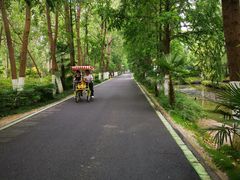 -合肥滨湖国家森林公园