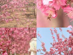 -天适樱花悠乐园