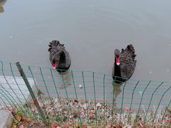 -鹅湖玫瑰文化园