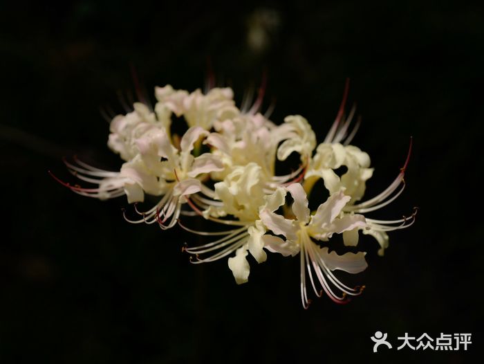 白塘生态植物园图片