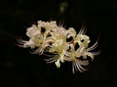 -白塘生态植物园