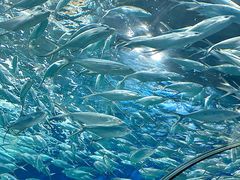 -上海海洋水族馆