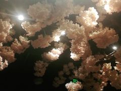 -呷哺呷哺(宝山正大乐城店)