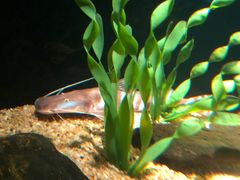 -暹罗海洋世界