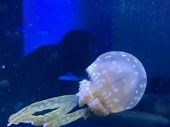 -暹罗海洋世界