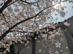 -高东镇樱花园