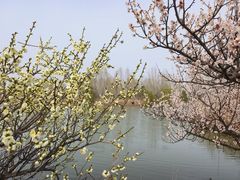 -泗洪洪泽湖湿地景区