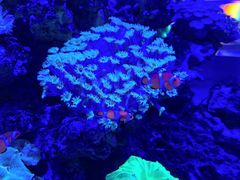 -上和臻品中国菜(花园街店)