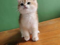 -东方名猫馆·英短金渐层布偶猫舍(环线广场1号楼店)