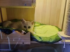 -momokira米努特·德文卷毛猫·棉花面纱犬
