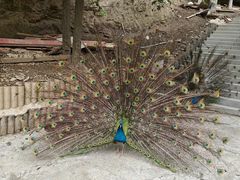 -栾川竹海野生动物园