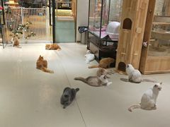 -藏猫猫咖啡主题馆(中央大道店)