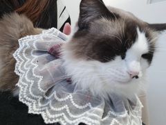 -怪兽屋·羊驼·猫咖·狗咖(俊华广场店)