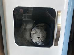 -70cat德文卷毛猫·缅因猫纯种猫舍