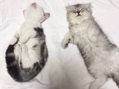 -喜多萌中农锦绣动物医院24H·猫科·牙科MRI·CT