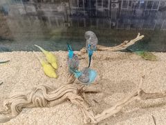 -怪兽屋·羊驼·猫咖·狗咖(俊华广场店)