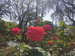 -人民公园(罗湖区)