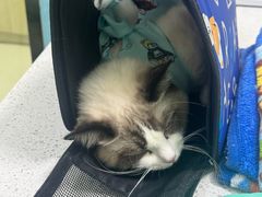 -天宠宠物医院24小时·急重症诊疗中心·全科·腔镜特色(和平分院)